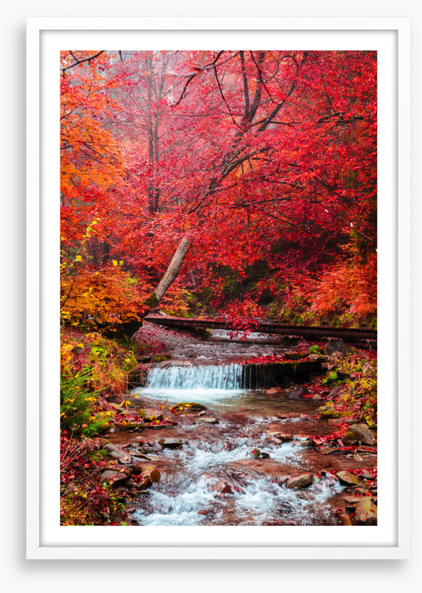 Scarlet forest falls
