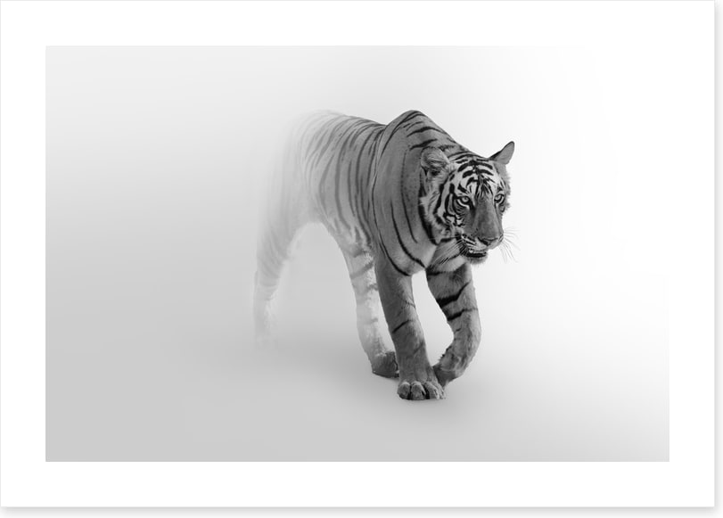Tiger from the mist