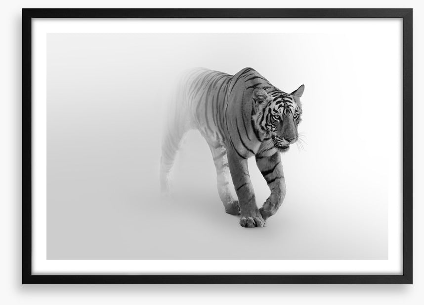 Tiger from the mist