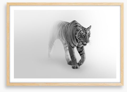 Tiger from the mist