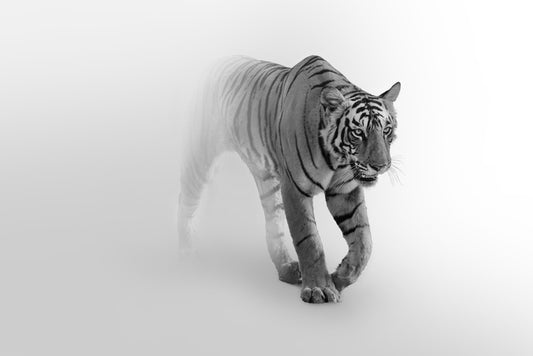 Tiger from the mist