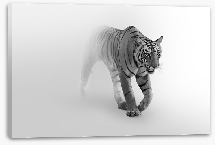 Tiger from the mist