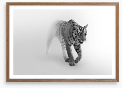 Tiger from the mist