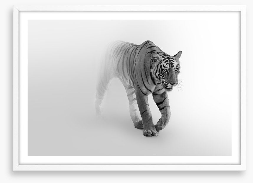 Tiger from the mist