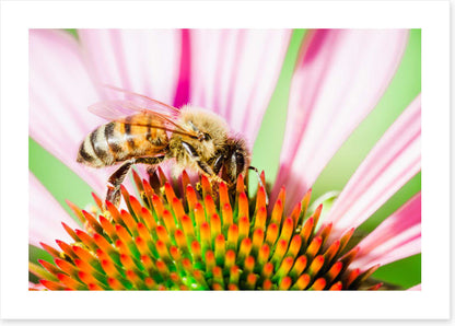 The pollinator