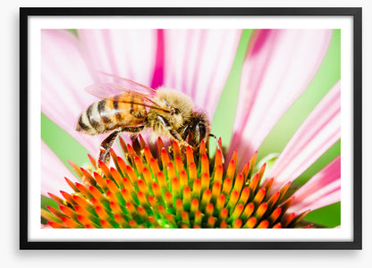 The pollinator