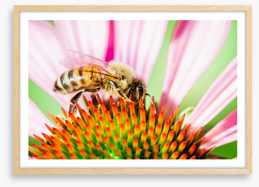 The pollinator