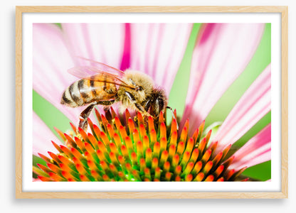 The pollinator