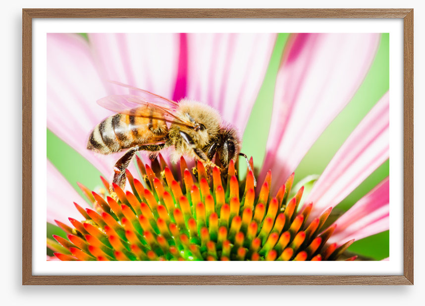 The pollinator