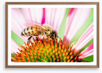 The pollinator