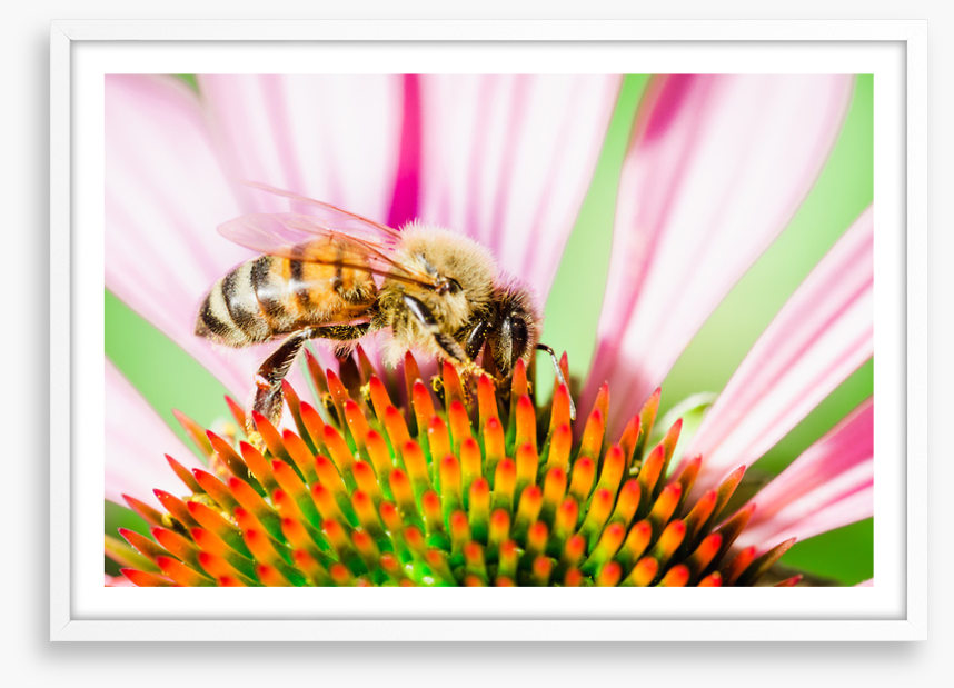 The pollinator