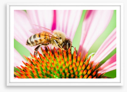 The pollinator