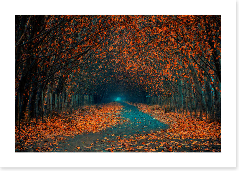 Follow the foliage