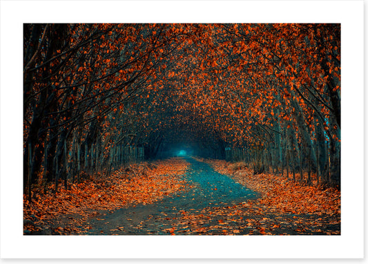 Follow the foliage