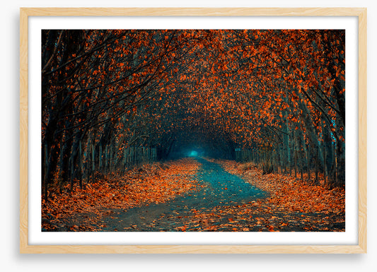 Follow the foliage