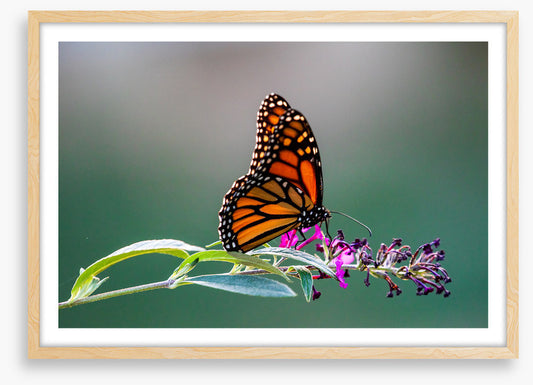 Insects