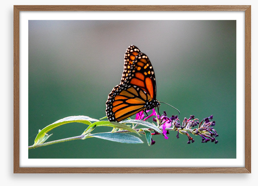 Insects