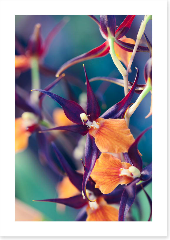 Summer orchids