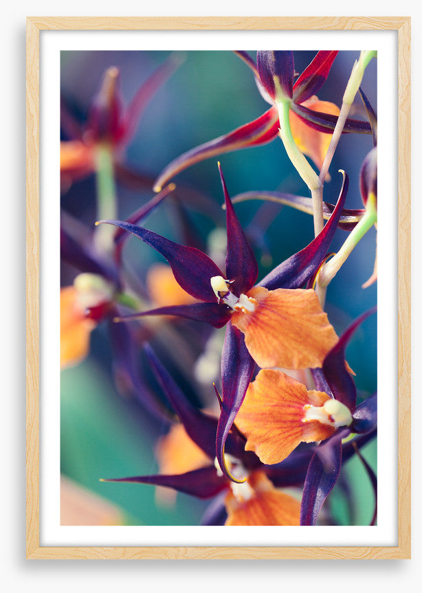 Summer orchids