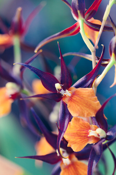 Summer orchids