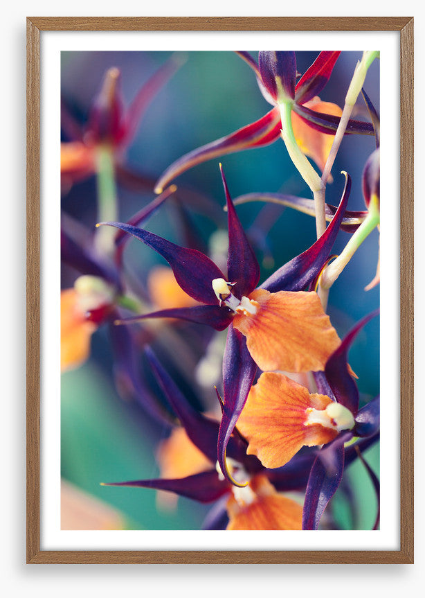 Summer orchids