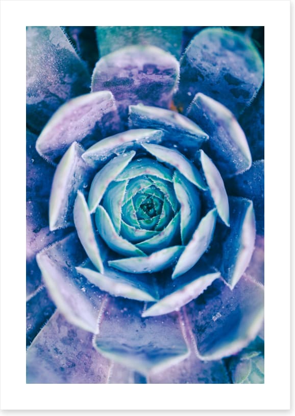 Succulent blues