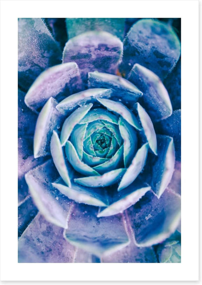 Succulent blues