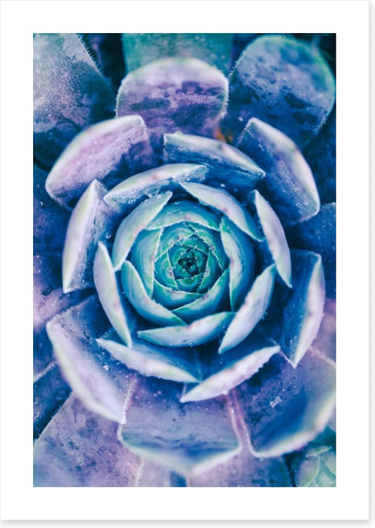 Succulent blues
