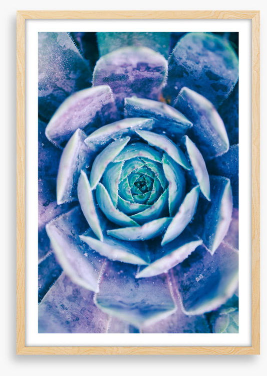Succulent blues
