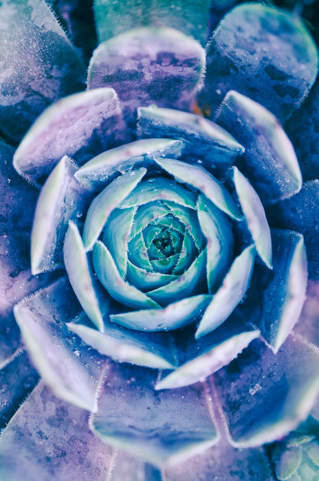Succulent blues