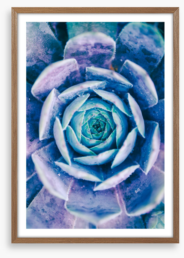 Succulent blues