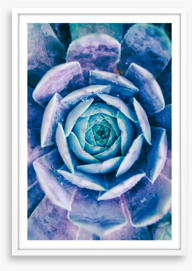 Succulent blues