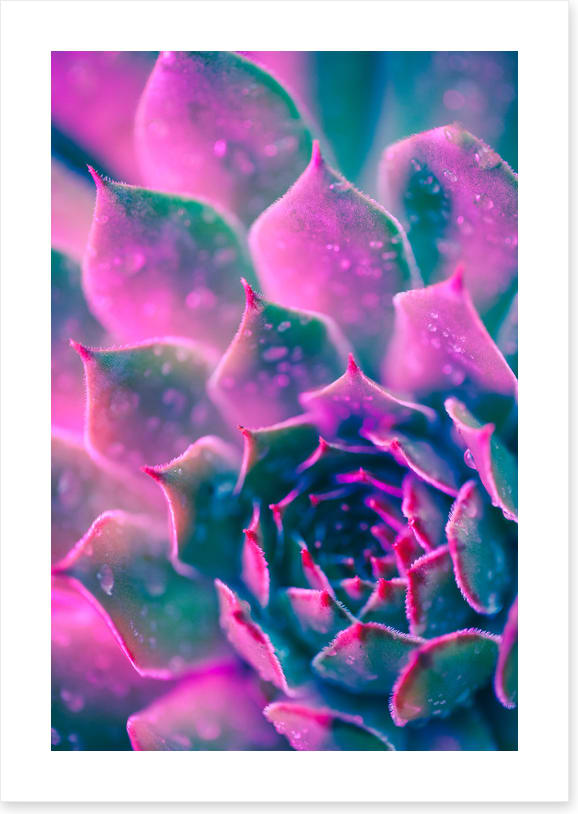 Succulent pinks