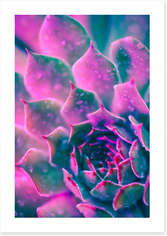 Succulent pinks