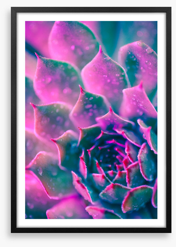Succulent pinks