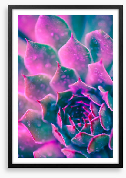 Succulent pinks
