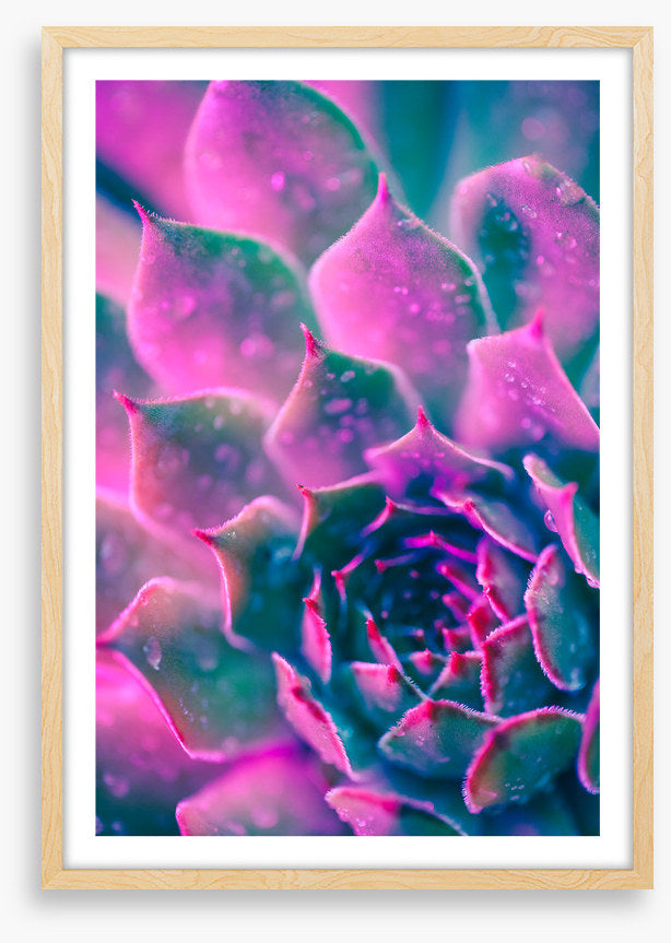 Succulent pinks