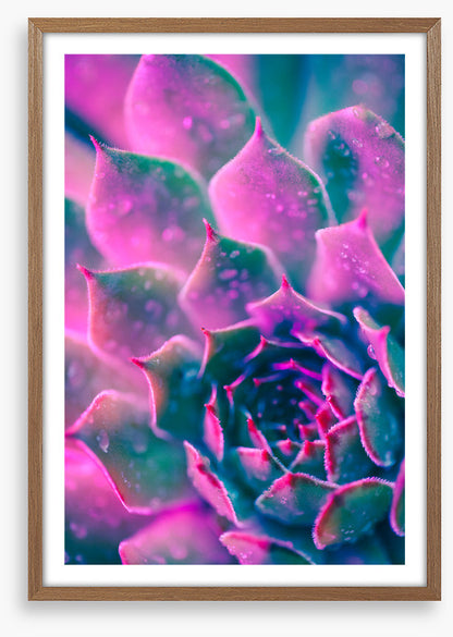 Succulent pinks
