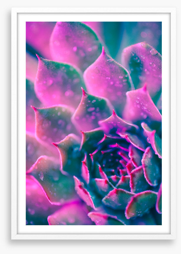 Succulent pinks