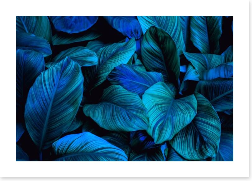Leafy blues 2