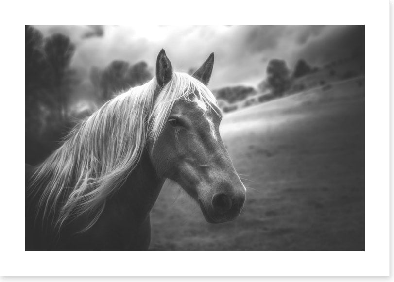 Mane attraction