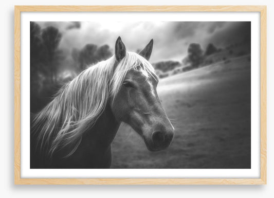 Mane attraction