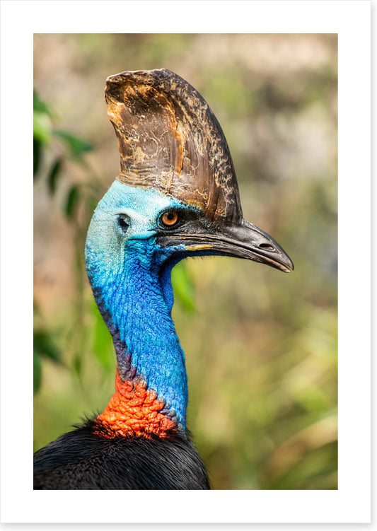 Cassowary casque