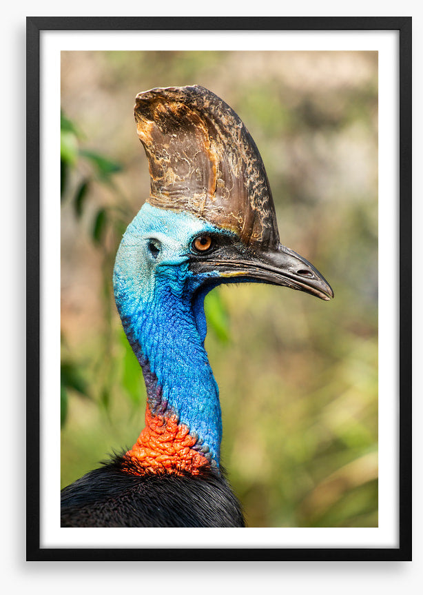 Cassowary casque