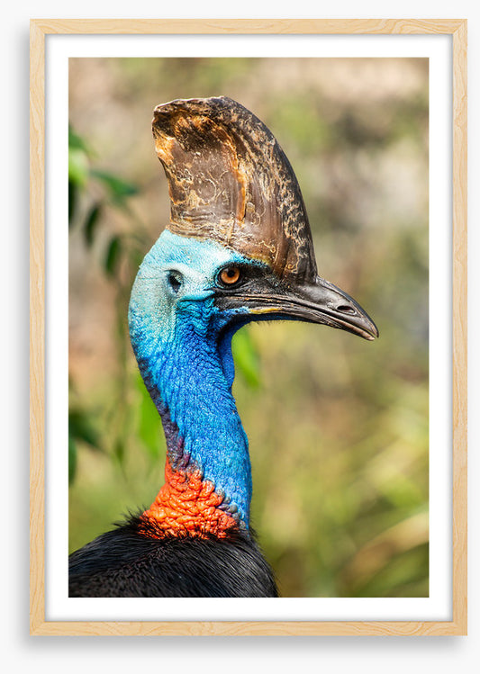 Cassowary casque
