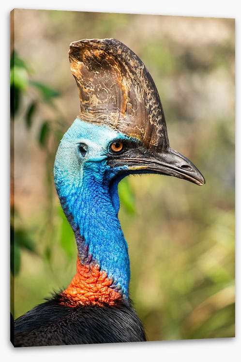 Cassowary casque