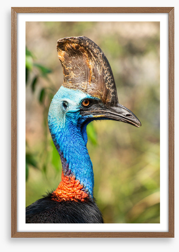Cassowary casque