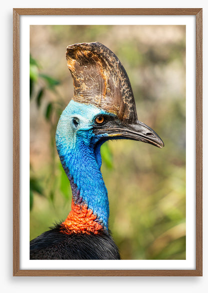 Cassowary casque