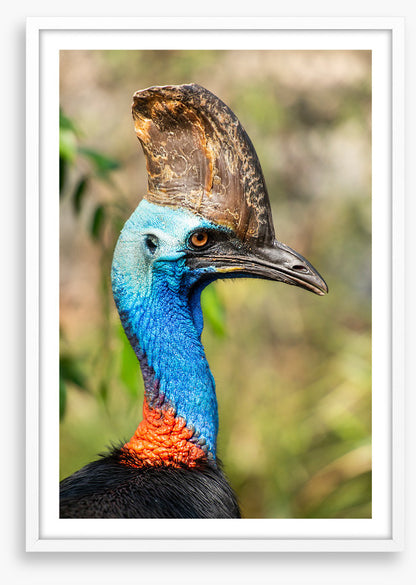Cassowary casque