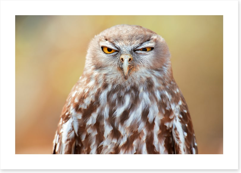 Barking owl wink